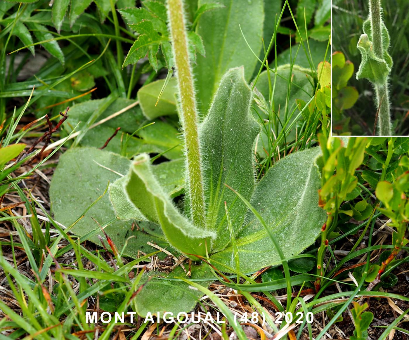 Arnica leaf